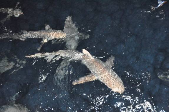 Tubarões de Galápagos (quase inofensivos!) cercam nosso barco durante  a noite na Ilha de Darwin, em Galápagos